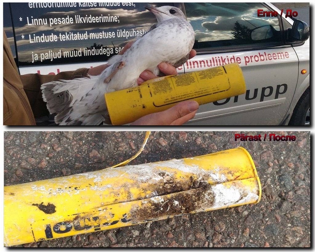 Püüdud kinni - kajakas